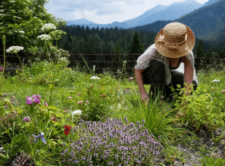 5 Herbs and Spices That Promote Wellness