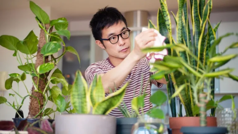 How To Use Indoor Plants To Promote Relaxation