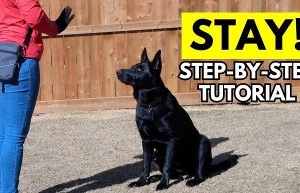 Effective Dog Training: Step-by-Step Guidance from Itsaboutdog